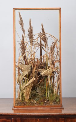 Lot 245 - Taxidermy: A Cased Pair of Great Reed Warblers...