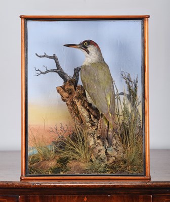 Lot 229 - Taxidermy: A Late Victorian Cased Green...