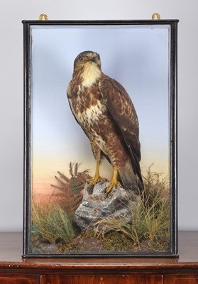 Lot 250 - Taxidermy: A Late Victorian Cased Common...