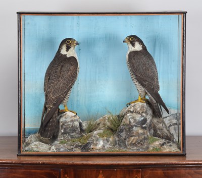 Lot 233 - Taxidermy: A Late Victorian Cased Pair of...