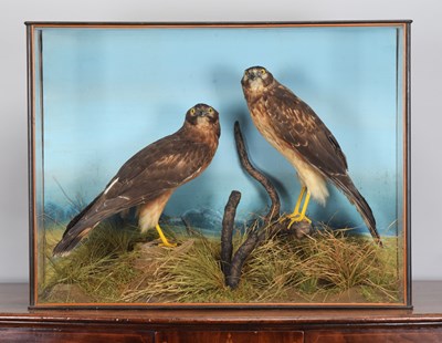 Lot 237 - Taxidermy: A Late Victorian Cased Pair of Hen...