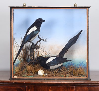 Lot 197 - Taxidermy: A Late Victorian Cased Pair of...