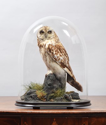 Lot 269 - Taxidermy: A Late Victorian Short-eared Owl...