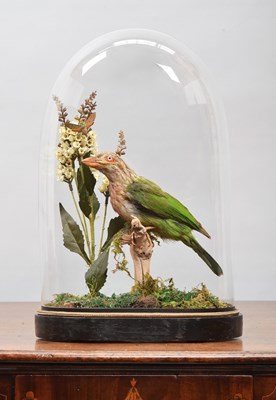 Lot 279 - Taxidermy: A Late Victorian Brown-headed...