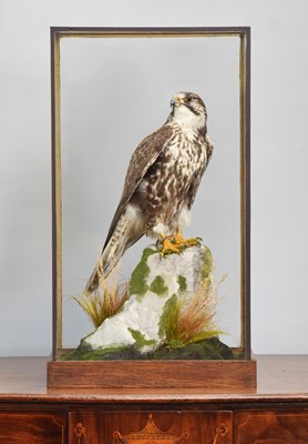 Lot 247 - Taxidermy: A Cased Saker Falcon (falco...