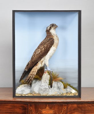 Lot 267 - Taxidermy: A Late Victorian Cased European...
