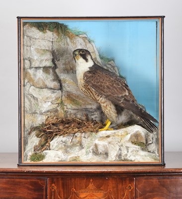 Lot 255 - Taxidermy: A Late Victorian Cased Peregrine...