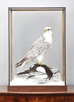 Lot 257 - Taxidermy: A Cased Gyr Falcon (Falco...