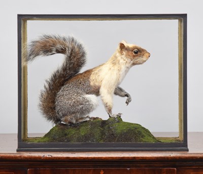 Lot 264 - Taxidermy: A Cased Leucistic or Pied Eastern...