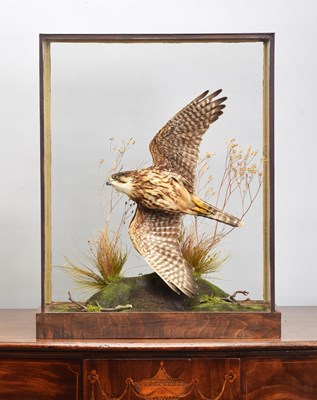 Lot 225 - Taxidermy: A Cased Merlin in Flight (Falco...