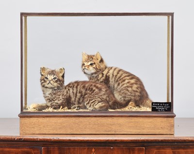 Lot 271 - Taxidermy: A Cased Pair of Kittens (Felus...