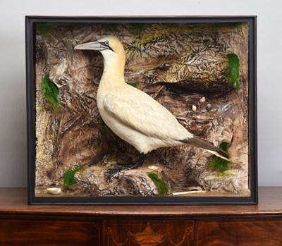 Lot 260 - Taxidermy: A Cased Gannet (Morus bassana),...