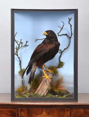 Lot 219 - Taxidermy: A Cased Harris Hawk (Parabuteo...