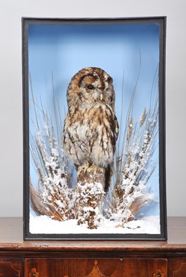 Lot 215 - Taxidermy: A Cased Tawny Owl (Strix aluco),...