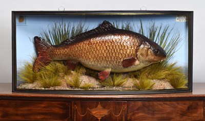 Lot 158 - Taxidermy: A Cased Cast of The British Record...