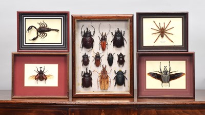 Lot 182 - Coleoptera: A Group of Framed Beetles and...