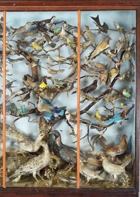 Lot 288 - Taxidermy: A Late Victorian Cabinet Display of...