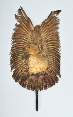 Lot 284 - Taxidermy: A Late Victorian Great Skua Face...