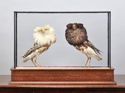 Lot 115 - Taxidermy: A Pair of Late Victorian Ruffs...