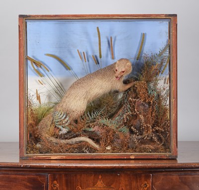 Lot 20 - Taxidermy: An Early 20th Century Cased Indian...