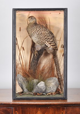 Lot 217 - Taxidermy: A Late Victorian Cased Lady Amherst'...