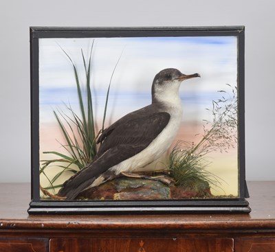 Lot 128 - Taxidermy: A Cased Manx Shearwater (Puffinus...