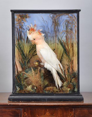 Lot 63 - Taxidermy: A Late Victorian Cased Major...
