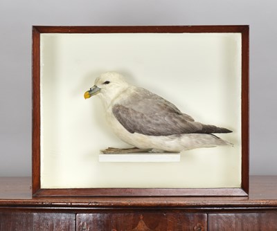 Lot 39 - Taxidermy: A Late Victorian Cased Northern...