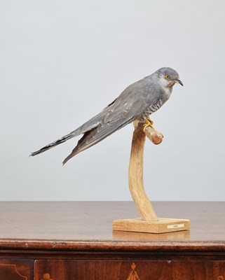 Lot 126 - Taxidermy: European Cuckoo (Cuculus canorus),...