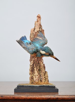 Lot 15 - Taxidermy: European Kingfisher (Alcedo athis),...