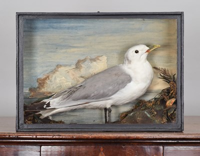Lot 123 - Taxidermy: A Late Victorian Cased Black-legged...