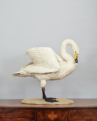 Lot 239 - Taxidermy: Bewick Swan (Cygnus columbianus...