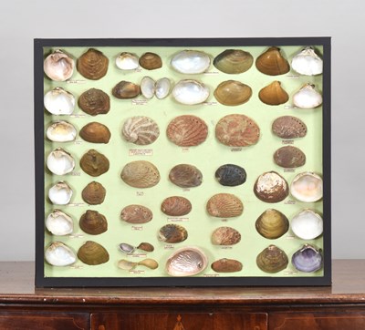 Lot 75 - Conchology: A Framed Collection of World...