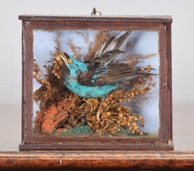 Lot 14 - Taxidermy: A Late Victorian Cased Blue Dacnis...