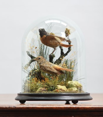 Lot 18 - Taxidermy: A Pair of Common...
