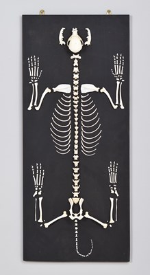 Lot 79 - Skeletons/Anatomy: A Wall Mounted Yorkshire...