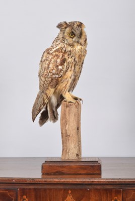 Lot 132 - Taxidermy: Long-eared Owl (Asio otus), early...