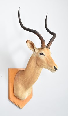 Lot 286 - Taxidermy: Common Impala (Aepyceros melampus),...
