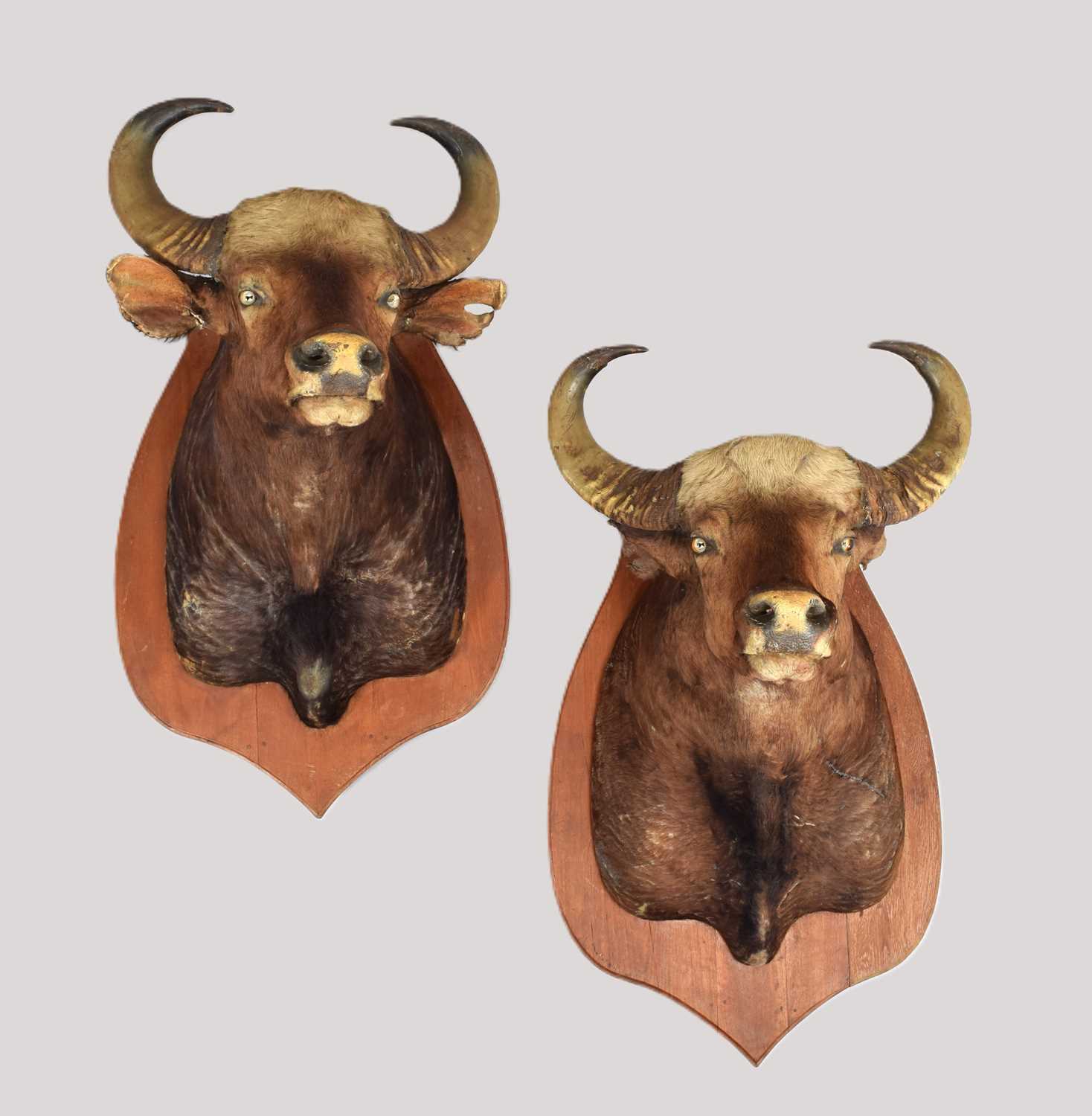 Lot 153