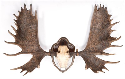 Lot 23 - Antlers/Horns: Alaskan Yukon Moose (Alces alces gigas), dated 1869, Yukon River, Alaska, ex Duke of