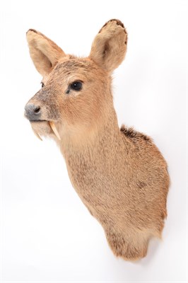Lot 78 - Taxidermy: Chinese Water Deer (Hydropotes inermis inermis), modern, a high quality male...
