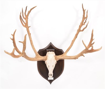 Lot 105 - Antlers/Horns: Père David's Deer (Elaphus davidianus), dated 1983, Woburn Abbey, large...