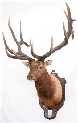 Lot 108 - Taxidermy: North American Wapiti or Elk (Cervus canadensis nelsoni), circa 1886, Wyoming, USA,...