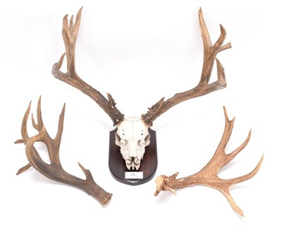Lot 3 - Antlers/Horns: Mule Deer (Odocoileus hemionus), North America, large adult stag antlers on...