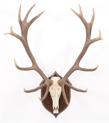 Lot 5 - Antlers/Horns: Carpathian Red Deer (Cervus elaphus montanus), dated Sept 26th 1962, Babeasa...
