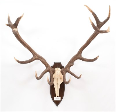 Lot 6 - Antlers/Horns: Hungarian Red Deer (Cervus elaphus hippelaphus), circa 20th century, large adult...