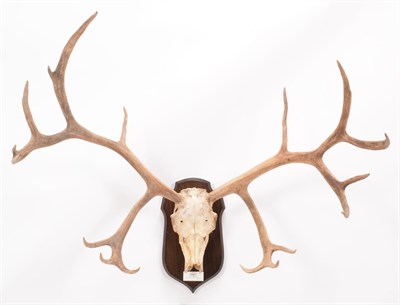 Lot 8 - Antlers/Horns: South Georgia Reindeer (Rangifer tarandus tarandus), circa early 20th century, South