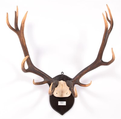 Lot 10 - Antlers/Horns: Roosevelt Wapiti (Cervus canadensis roosevelti), dated 1902, Quatsino, North...