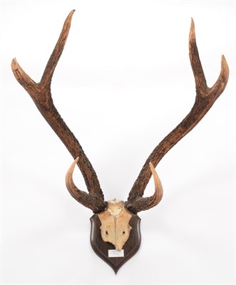 Lot 11 - Antlers/Horns: Indian Sambar (Cervus unicolor unicolor), circa early 20th century, Dunbar,...