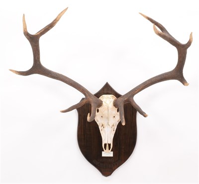 Lot 15 - Antlers/Horns: Hangul or Kashmir Deer (Cervus elaphus hanglu), dated 1926, Kashmir, adult stag...